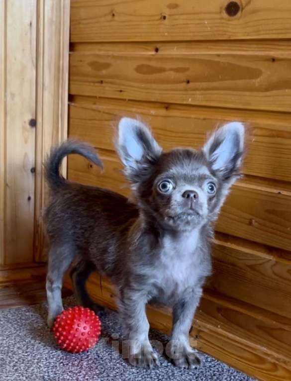 Собаки в Санкт-Петербурге: Лиловый мальчик чихуахуа  Мальчик, 50 000 руб. - фото 2