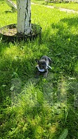 Собаки в Москве: Французский бульдог голубого окраса Девочка, 70 000 руб. - фото 1