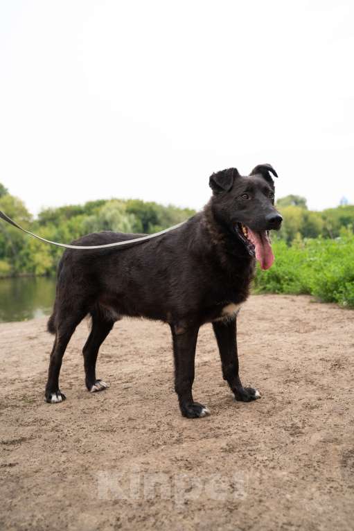 Собаки в Москве: Милый мишка Чоко Мальчик, Бесплатно - фото 5