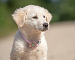 Собаки в других городах Владимирской области: 🐶 Маленькая мечта по имени Майли ищет свой дом! Девочка, Бесплатно - фото 2