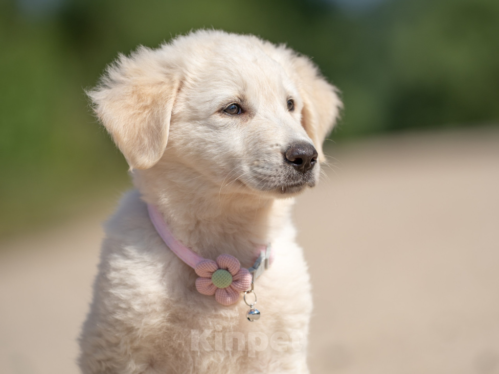 Собаки в других городах Владимирской области: 🐶 Маленькая мечта по имени Майли ищет свой дом! Девочка, Бесплатно - фото 2