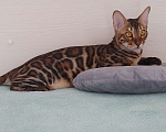 Кошки в Москве: Бенгальский кот Мальчик, Бесплатно - фото 1
