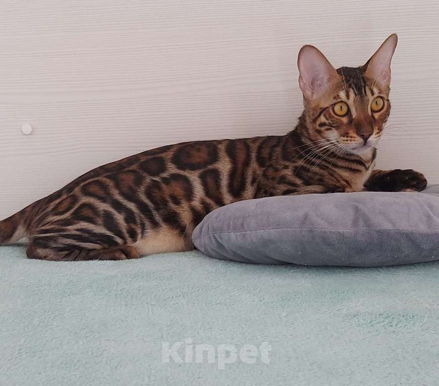 Кошки в Москве: Бенгальский кот Мальчик, Бесплатно - фото 1