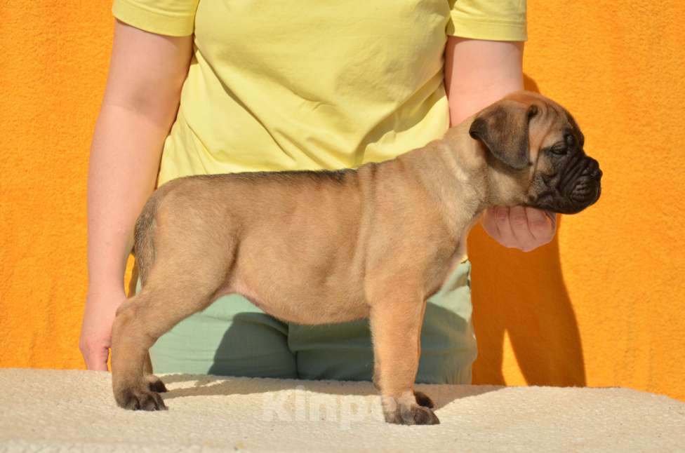 Собаки в Тобольске: Щенки бульмастифа Девочка, Бесплатно - фото 7
