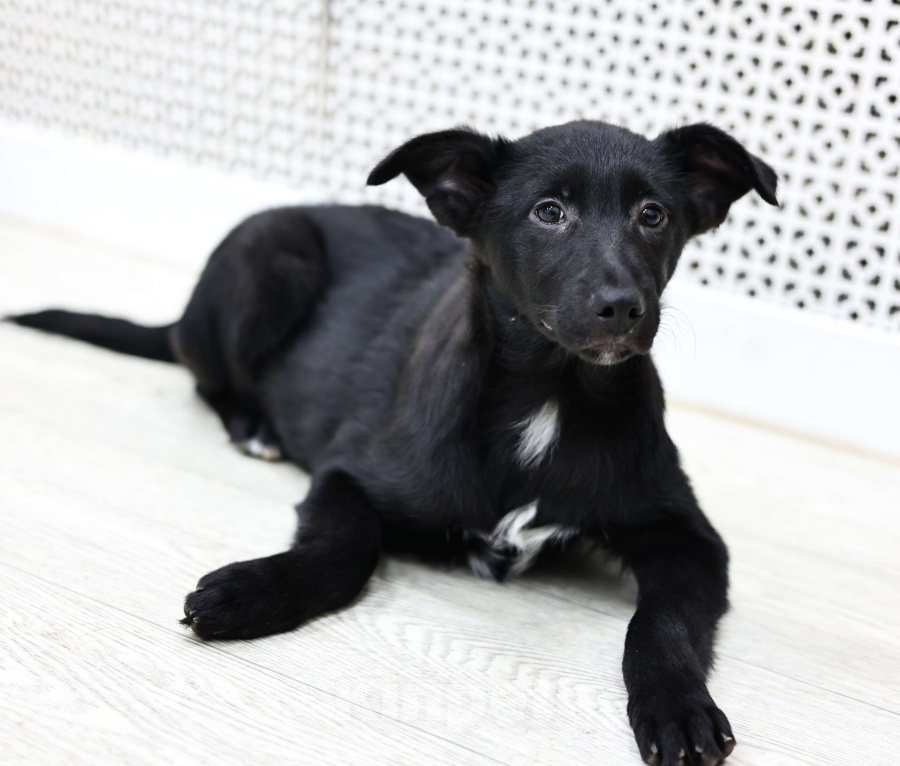 Собаки в Москве: Щенки бесплатно в Москве Девочка, Бесплатно - фото 2