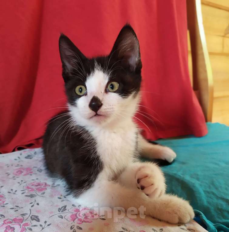 Кошки в Санкт-Петербурге: Смышлëный котёнок Тиша в добрые руки Мальчик, Бесплатно - фото 3