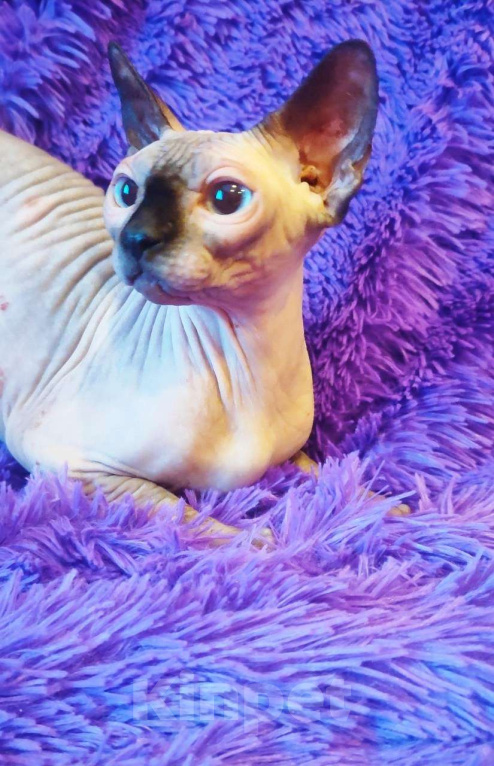 Кошки в Москве: Молодая кошечка Девочка, Бесплатно - фото 3