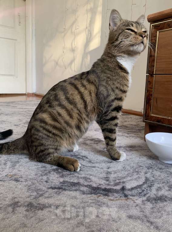 Кошки в Новокузнецке: Отдам в добрые руки Мальчик, Бесплатно - фото 2