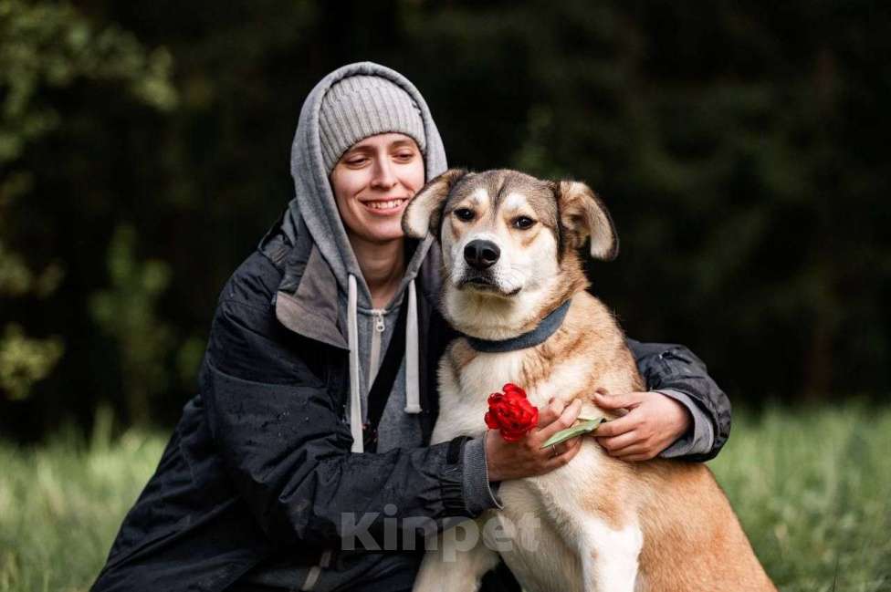 Собаки в Красногорске: ПЕРСИК Мальчик, Бесплатно - фото 6