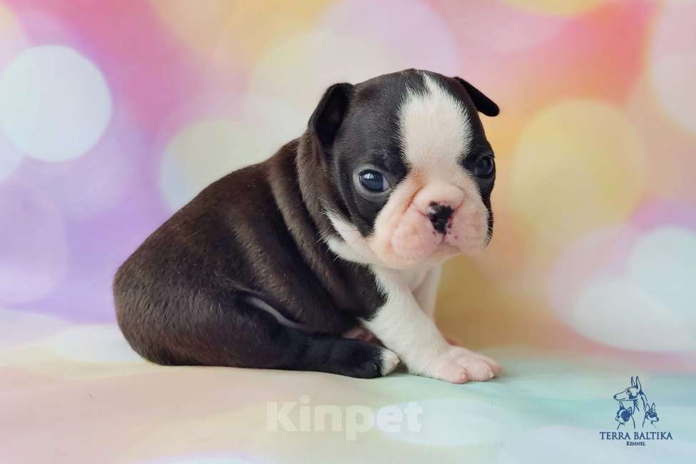 Собаки в Санкт-Петербурге: Щенки бостон терьера Девочка, 80 000 руб. - фото 4