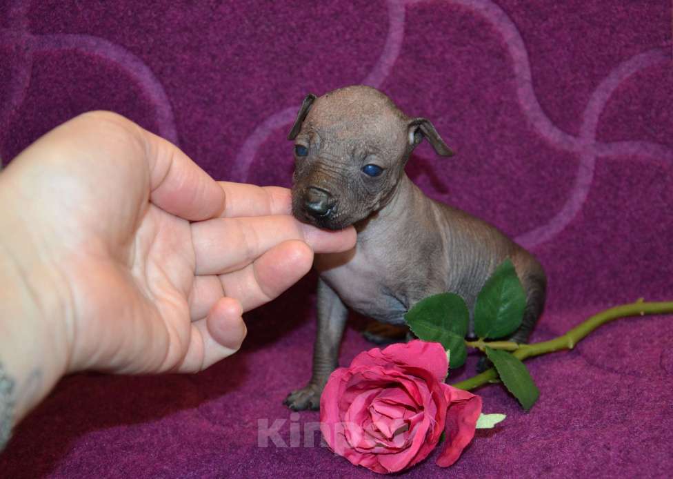 Собаки в Москве: Щенки ксолоитцкуинтли миниатюра Девочка, Бесплатно - фото 1