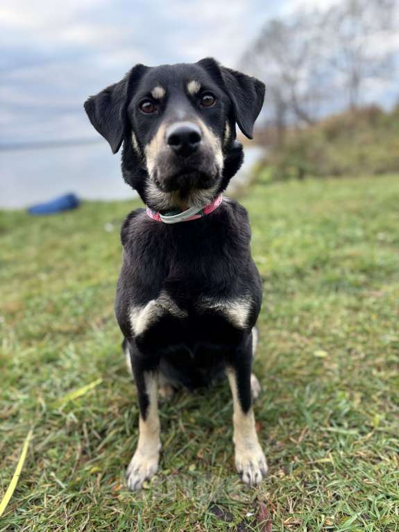 Собаки в Павловском Посаде: Идеальная собака в добрые руки Девочка, Бесплатно - фото 1