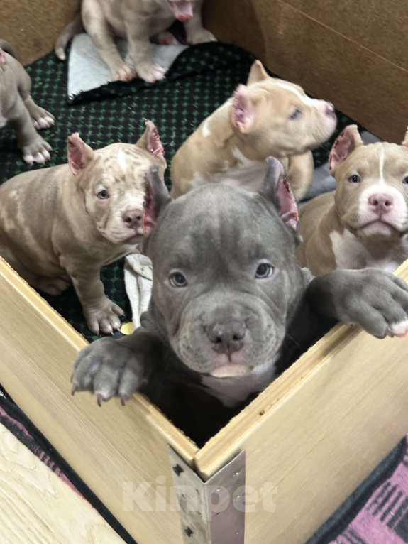 Собаки в Лыткарино: Амбулли 2.5 мес, мальчик Мальчик, 150 000 руб. - фото 6