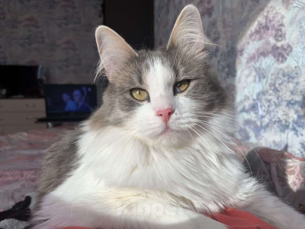 Кошки в Мурином: Кошка молодая Девочка, 1 руб. - фото 3