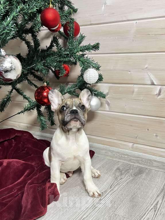 Собаки в других городах Московской области: Французский бульдог голубопалевый мерле Мальчик, 50 000 руб. - фото 2