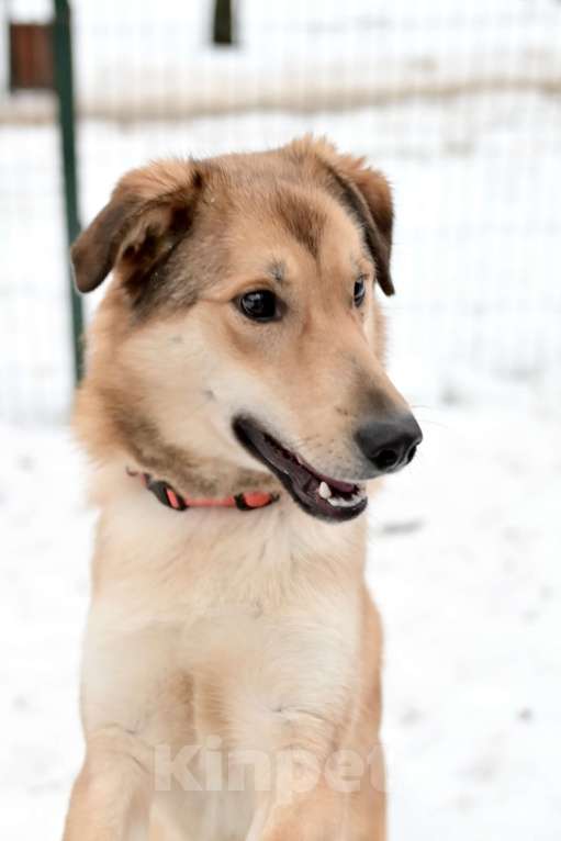 Собаки в Красногорске: Яркий Степка, метис лайки, 10 месяцев  Мальчик, 10 руб. - фото 2