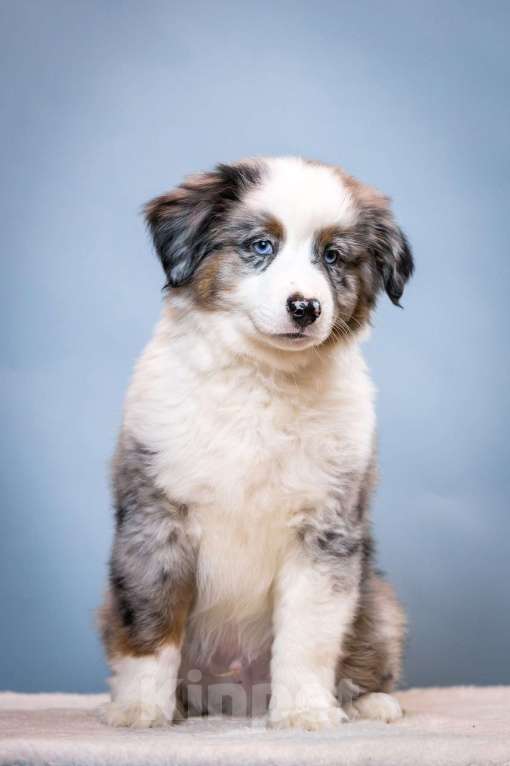 Собаки в других городах Ленинградской области: Щенок миниатюрной американской овчарки Мальчик, Бесплатно - фото 4