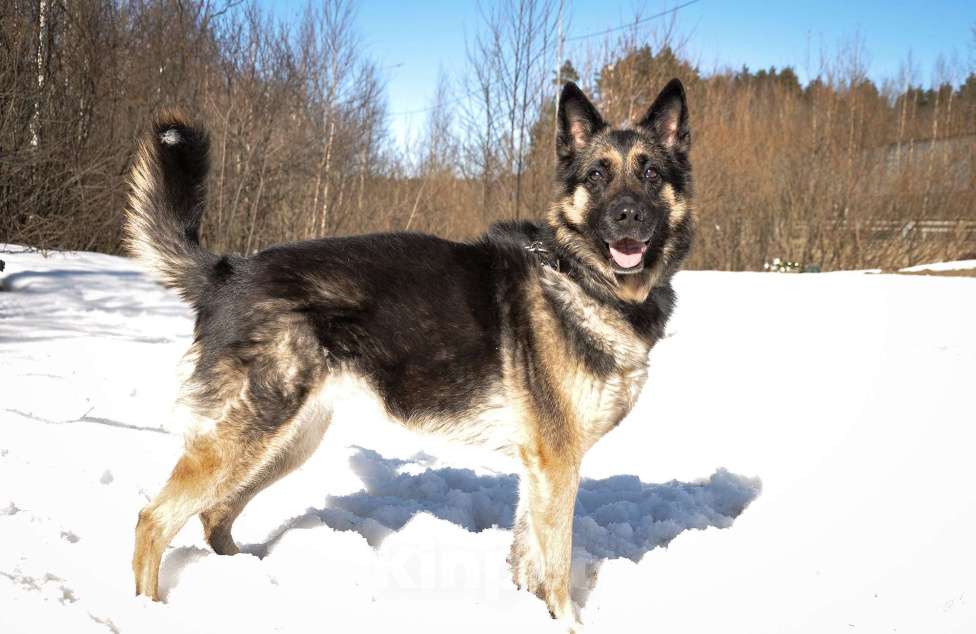 Собаки в Ногинске: Рокси попала в приют после смерти хозяина Девочка, Бесплатно - фото 5