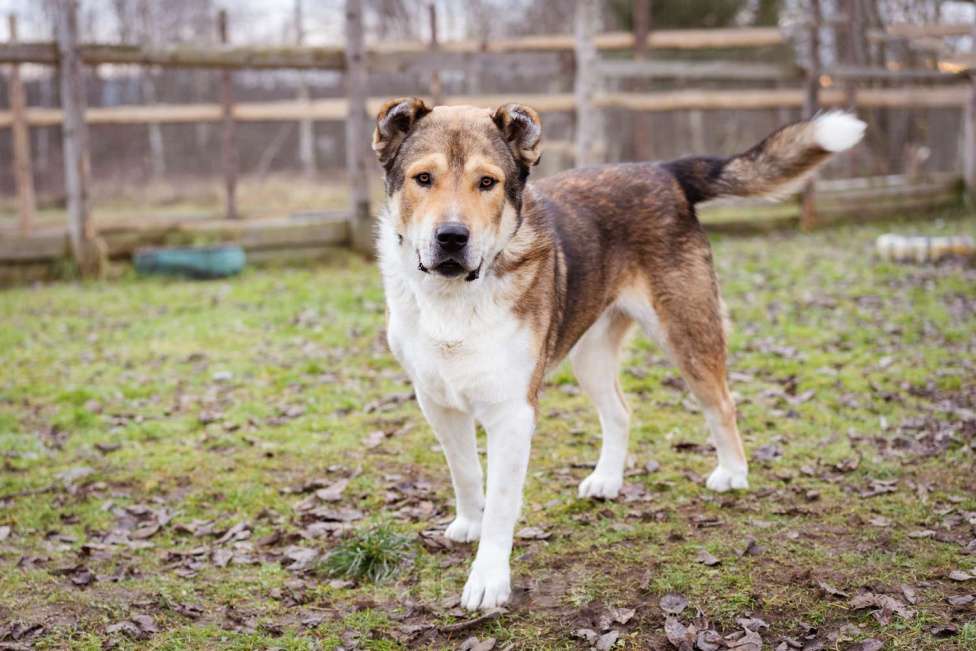 Собаки в Москве: Михаил Потапыч - плюшевый алабайка в приюте, ищет дом Мальчик, Бесплатно - фото 6