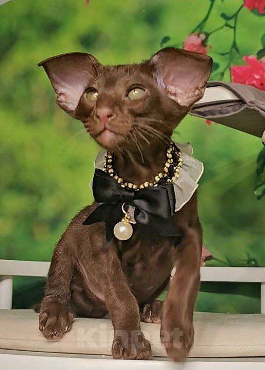 Кошки в Москве: Ориентальный экстрим мальчик Мальчик, Бесплатно - фото 1