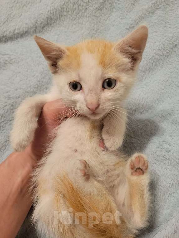 Кошки в Балашихе: Бело рыжая кошечка Девочка, 1 руб. - фото 3