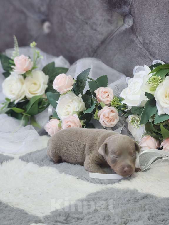 Собаки в Ейске: лиловое чудо мальчишечка Мальчик, 25 000 руб. - фото 3