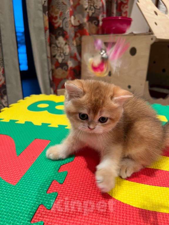 Кошки в Санкт-Петербурге: Шотландские котята золотые шиншиллы Девочка, 35 000 руб. - фото 4