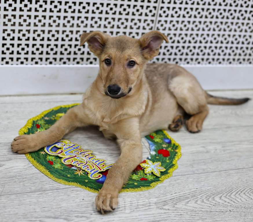 Собаки в Москве: Щенки бесплатно в Москве Девочка, Бесплатно - фото 8