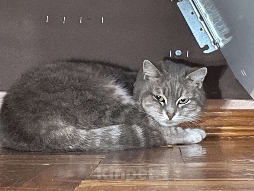 Кошки в Белгороде: Нашла кошку Девочка, Бесплатно - фото 2