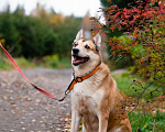Собаки в Санкт-Петербурге: Красивый активный пёс Маффин ищет дом Мальчик, Бесплатно - фото 10