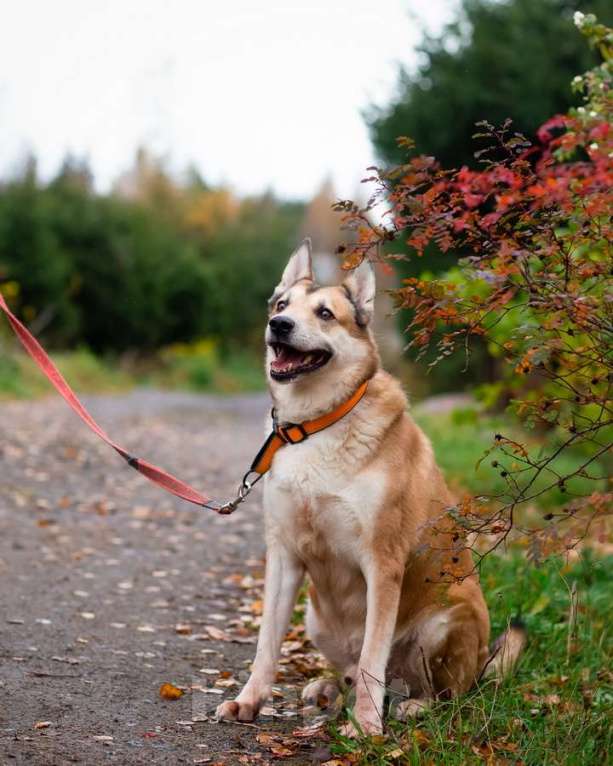 Собаки в Санкт-Петербурге: Красивый активный пёс Маффин ищет дом Мальчик, Бесплатно - фото 10