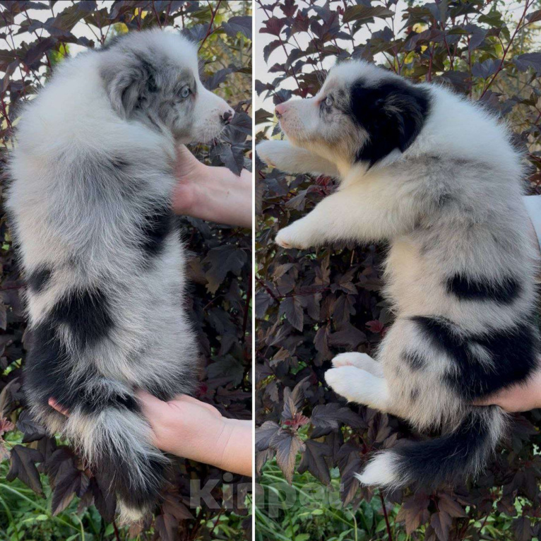 Собаки в других городах Московской области: Бордер колли шоколадные и мраморные мальчики Мальчик, 80 000 руб. - фото 6