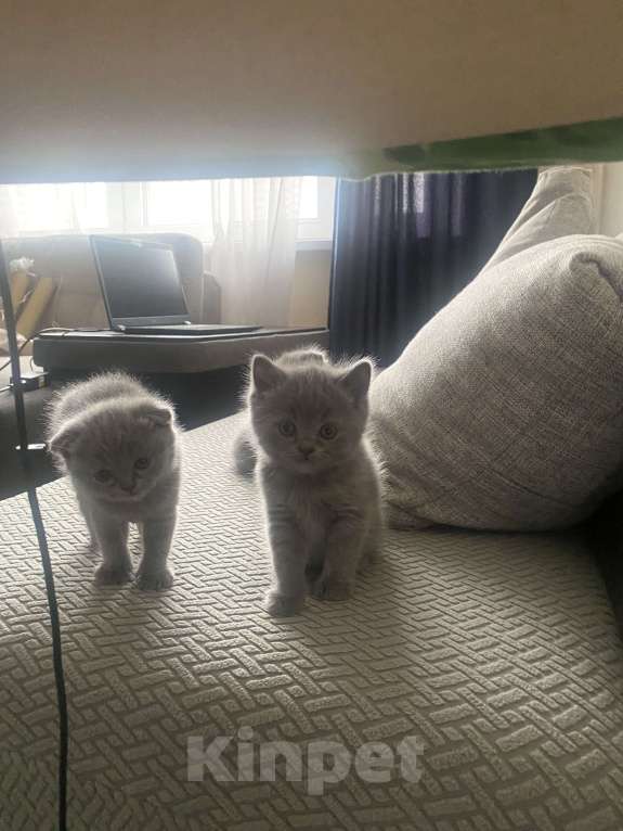 Кошки в Москве: Продам котенка британской поподы Мальчик, 10 000 руб. - фото 4