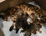 Кошки в Пензе: Котята бенгалы Мальчик, 10 000 руб. - фото 1