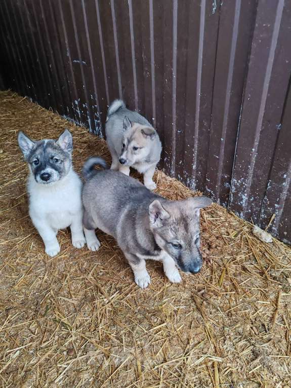 Собаки в Курске: Лапочки-малыши ЗСЛ Девочка, 30 000 руб. - фото 3