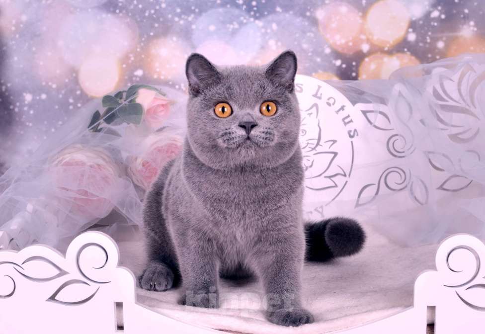 Кошки в Санкт-Петербурге: Британский котик классического голубого окраса Мальчик, 55 000 руб. - фото 5