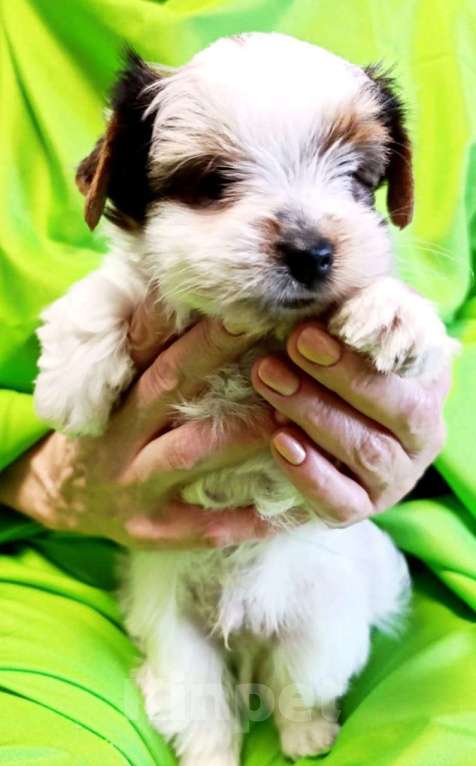 Собаки в Наро-Фоминске: Щенки Бивер-Йорка Мальчик, 45 000 руб. - фото 3