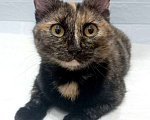 Кошки в Москве: Ласковая кошечка черепахового окраса- 1 год Девочка, 300 руб. - фото 8