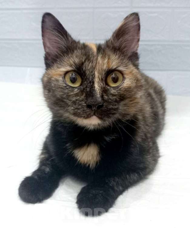 Кошки в Москве: Ласковая кошечка черепахового окраса- 1 год Девочка, 300 руб. - фото 8