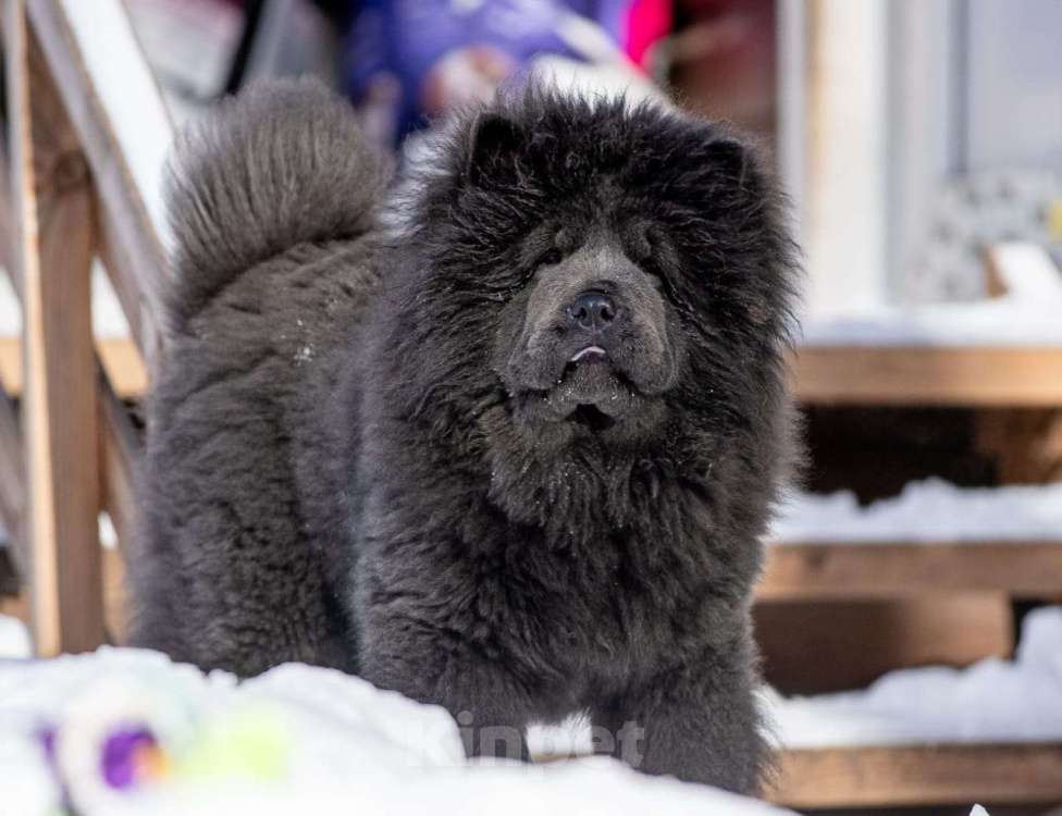 Собаки в Москве: Подрощенный щенок чау чау Девочка, Бесплатно - фото 1