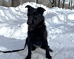 Собаки в Москве: Собака бесплатно в Москве Мальчик, Бесплатно - фото 2
