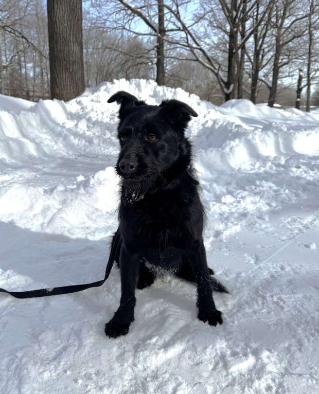 Собаки в Москве: Собака бесплатно в Москве Мальчик, Бесплатно - фото 2