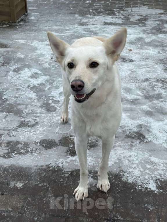 Собаки в Бронницах: Собака в добрые руки Мальчик, Бесплатно - фото 7