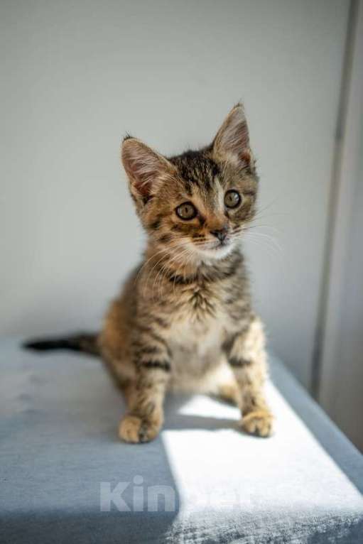 Кошки в Москве: Самые ласковые котята, которым больше всех нужен дом Девочка, 1 руб. - фото 3
