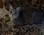 Кошки в Кяхте: КОШКИ, Бесплатно - фото 3