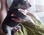 Собаки в Щелково: Щенки 1 месяц с прививками  Мальчик, 1 руб. - фото 3