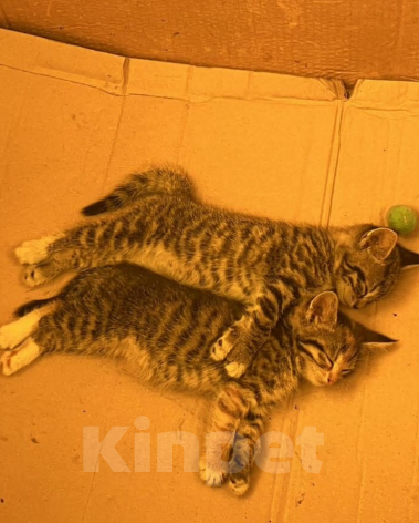 Кошки в Санкт-Петербурге: Котята  Девочка, Бесплатно - фото 1