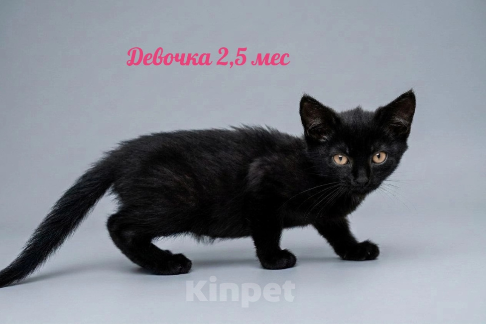 Кошки в Люберцах: В добрые руки: три черные кошечки Девочка, Бесплатно - фото 4