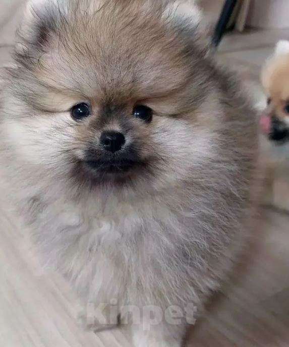 Собаки в Москве: Шпиц mini из питомника Девочка, Бесплатно - фото 3