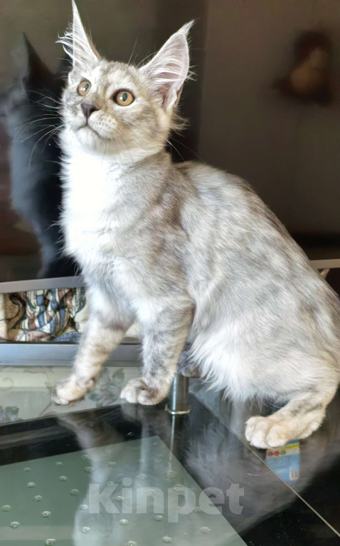 Кошки в Краснодаре: ПРАДА Девочка, 70 000 руб. - фото 4